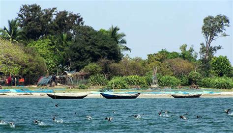 Chilika lake hosts over 160 species of birds in the peak migratory season.