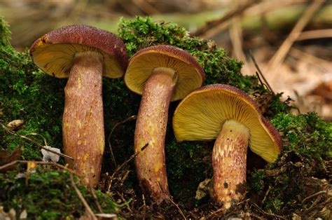 Fungi Tricholomopsis Doncaster Naturalists Society