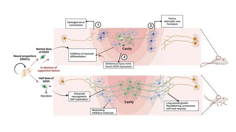 Hkumed Cityu Researchers Jointly Generate Human Neural Stem Cells