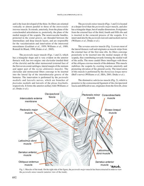 SOLUTION Anatomy Of The Thoracic Wall Axilla And Breast Studypool