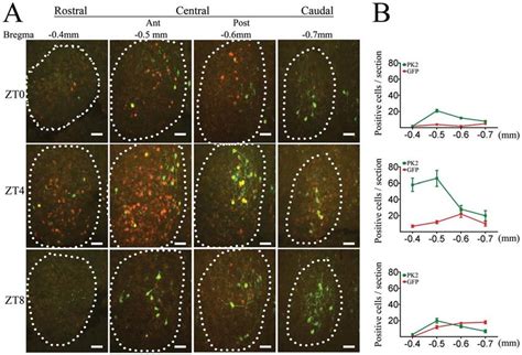 The Egfp Reporter Labeled A Subset Of Pk Mrna Expressing Neurons In