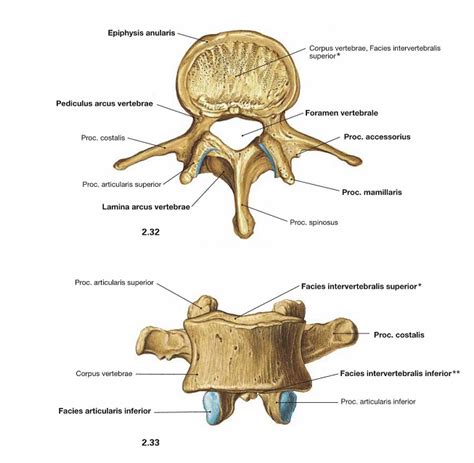 MemorAid Test BA1A1 Week 1 3 Vertebra 1