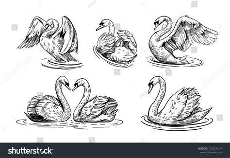 Sketch Swan Set Illustrations Swans On Stock Vector (Royalty Free ...