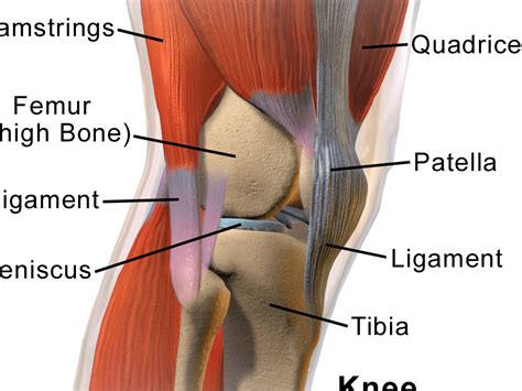 Tendinitis De La Pata De Ganso En La Rodilla Causas Y Tratamiento