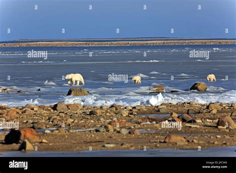 Una Familia De Osos Polares En El Hielo De La Bah A De Hudson