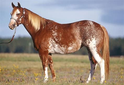 sabino horse