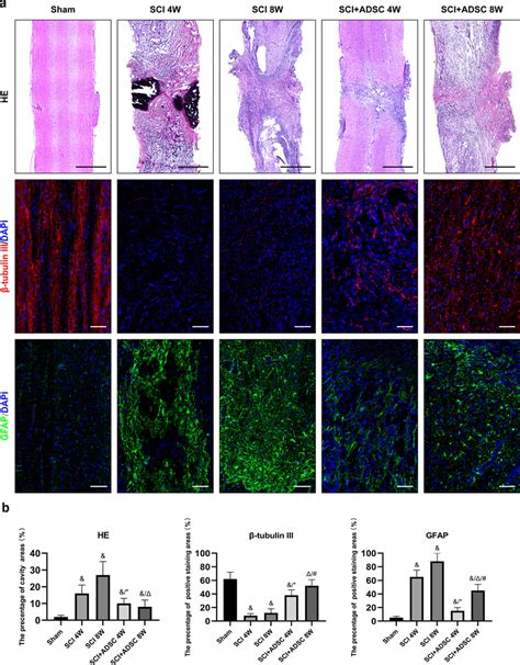 He And Immunofluorescence Staining Of Spinal Cord Tissues In Various