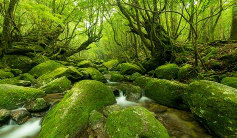 Yakushima Travel Adventures: From Ghibli Hikes to Seaside Hot Springs ...