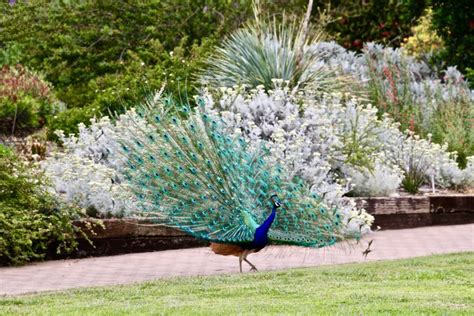 Chasing Peacocks In La Los Angeles County Arboretum Roads And