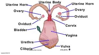ANS 327 Female Reproductive Tract Primary Sex Organs Flashcards Quizlet