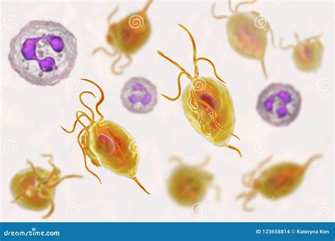 Trichomonas Vaginalis Protozoan Stock Illustration Illustration Of