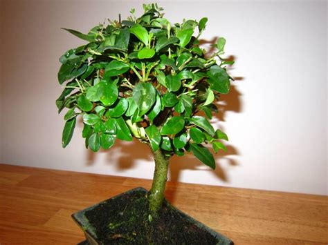 Бонсай Бирючина (Ligustrum) купить в СПб в интернет – магазине