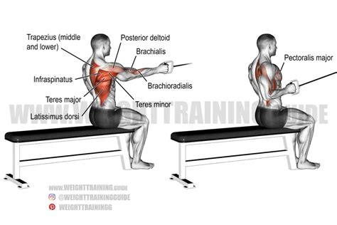 Seated one-arm cable row instructions and video | Weight Training Guide