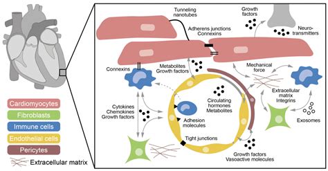 Cell Types Of The Heart Identities Interactions And Implications For