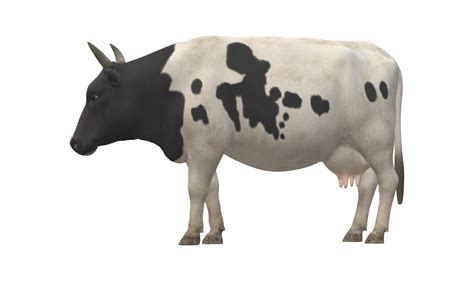 Cow isolated on a Transparent Background 23556593 PNG