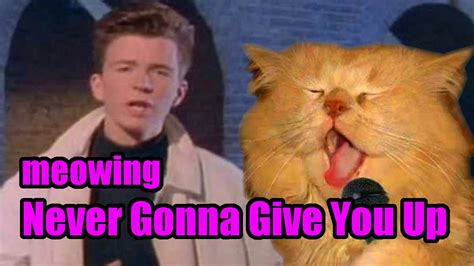 Squeal Cat Meowing Never Gonna Give You Up Youtube