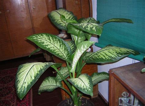 Цветы диффенбахия - 59 фото