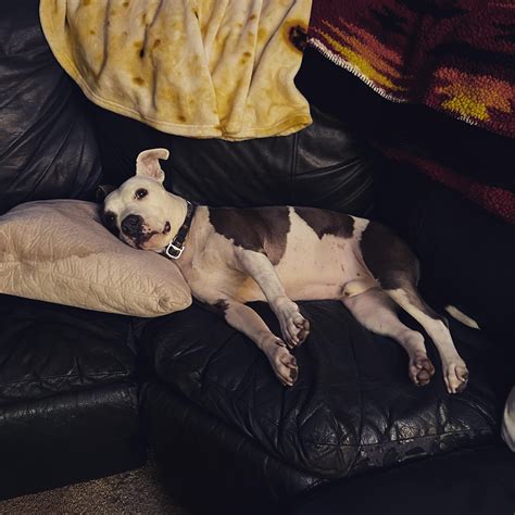 100% Pure Bred Couch Potato : r/pitbulls