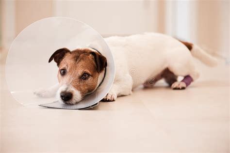 Doggy With Injured Paw In Bandages Dog Needs Vet Collar Cone To Stop