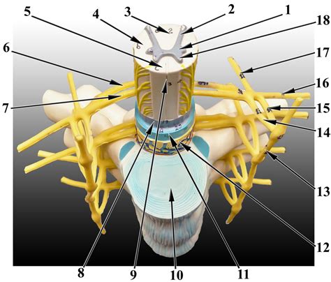 Spinal Cord Model Thoracic Superior View Diagram Quizlet