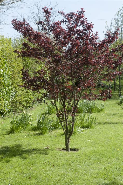 Photo Of The Entire Plant Of Purple Leaf Plum Prunus Cerasifera Nigra Posted By Cliftoncat