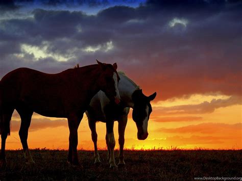 Sunset Horse Wallpapers - 4k, HD Sunset Horse Backgrounds on WallpaperBat