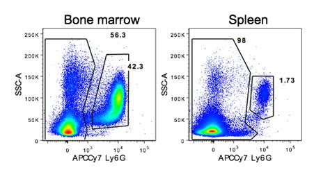 What Cells Are Sorted By Cd11bgr1 And Cd11bgr1 Flow Cytometry