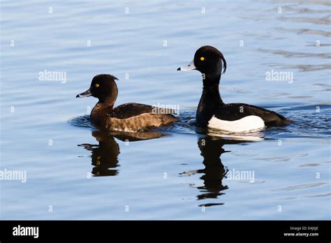 Pair Of Tufted Ducks Aythya Fuligula Swimming Sevenoaks Kent