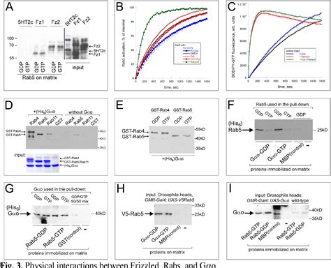 GPCR Signaling Pathway | Semantic Scholar 