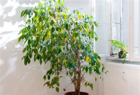 Ficus Benjamina Cura E Consigli