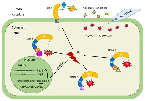 Frontiers Molecular And Cellular Mechanisms Involved In Host Specific