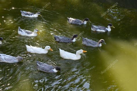 Hermosos Patos Salvajes Flotando En Un Estanque Con Agua Verde