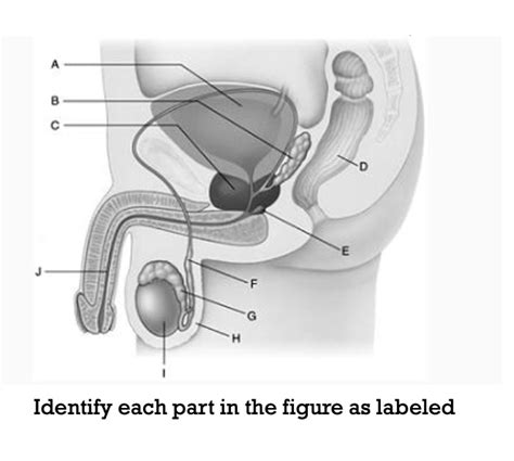 Exam Diagram Quizlet