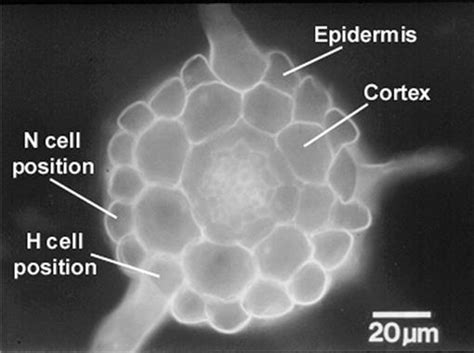 Root Hairs