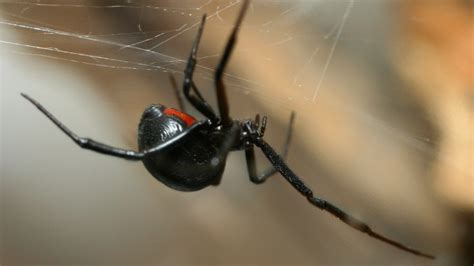 More black widows spotted in Denver this year | 9news.com