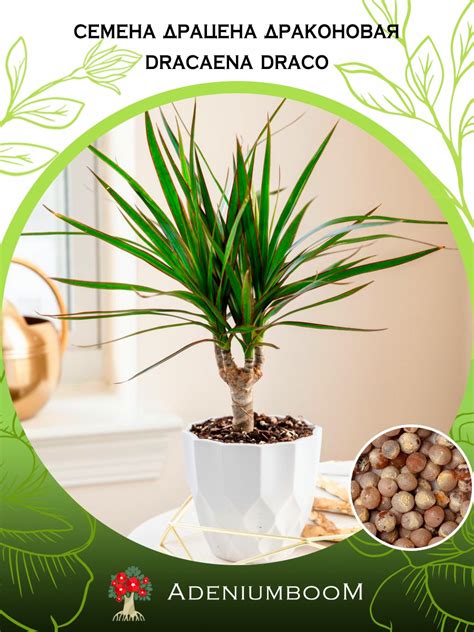 Dracaena Draco (Драцена) : купить семена в интернет-магазине с ...