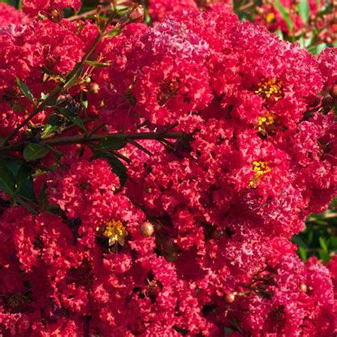 Lagerstroemia Razzle Dazzle® Cherry Dazzle® Crape Myrtle Johnson