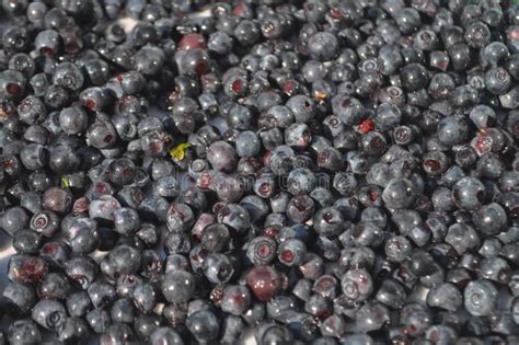 Prune Fruit Food Stock Image Image Of Fruits Domestica