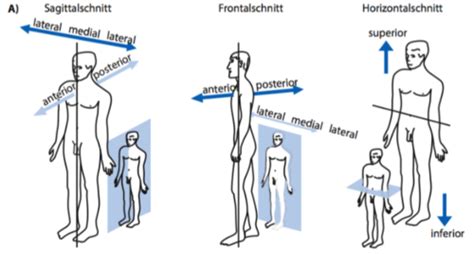 Anatomie Flashcards Quizlet