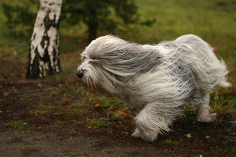 Running Polish Lowland Sheepdog photo and wallpaper. Beautiful Running ...