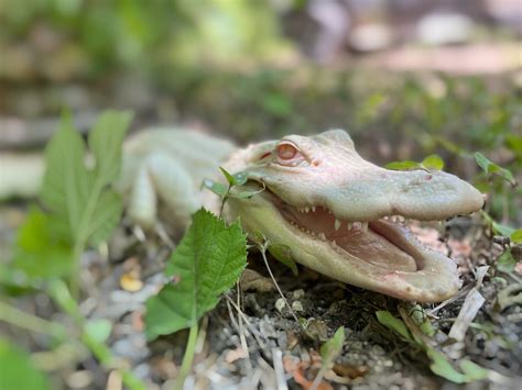 Albino American Alligator - Zoo & Snake Farm New Braunfels