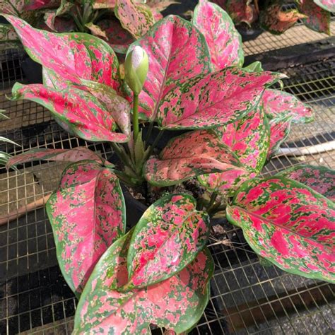 Buy Aglaonema Dud Unyamanee Herbaceous Perennial Plant Guan Lee