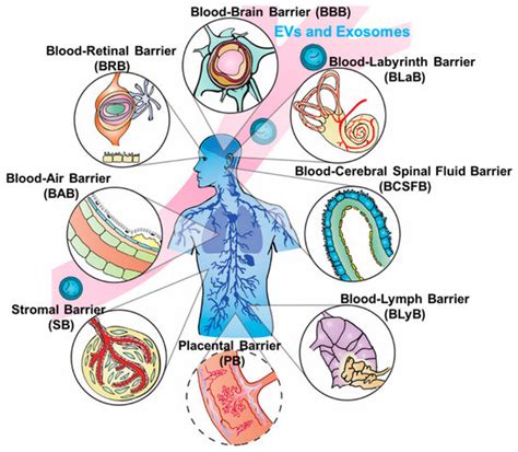 Pharmaceutics | Special Issue : Biological Barriers in Health and Disease