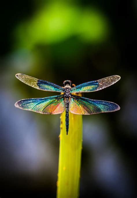 112 best images about Insects: Dragonflies on Pinterest | Wings ...