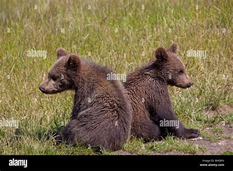 European Brown Bear Ursus Arctos Two Cubs Sitting On A Meadow Back