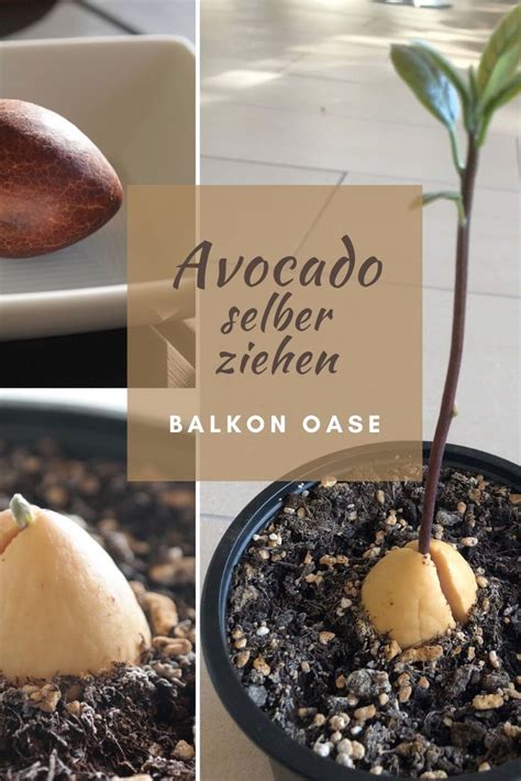 Avocado Pflanzen Avocado Selber Ziehen Vergleich Erde Und Wasser