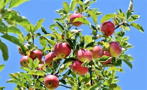 Appelboom Snoeien Wanneer Waarom En Hoe Moowy