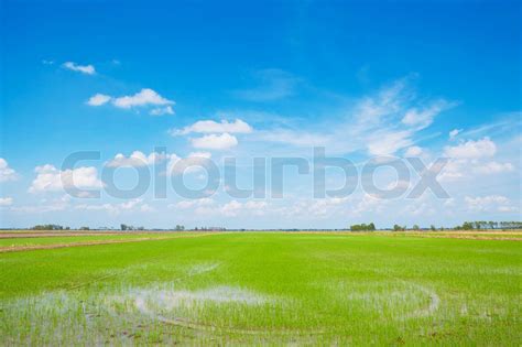 Grünes Feld | Stock Bild | Colourbox