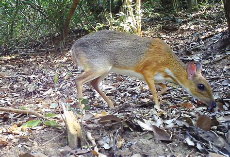 'Lost' Species Of Mouse-Deer Spotted In Vietnam After 30 Years ...