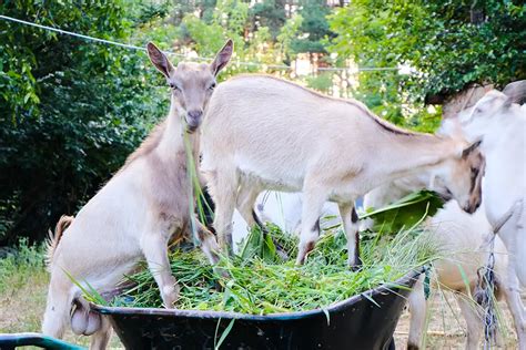 Mengenal Bisnis Kambing Dan Peluang Bisnisnya Di Indonesia